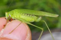 Phaneroptera nana