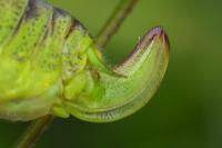 Phaneroptera nana