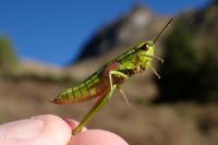 Euthystira brachyptera