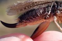 Platycleis albopunctata