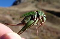 Decticus verrucivorus verrucivorus