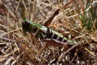Gomphoceridius brevipennis