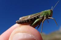 Stenobothrus lineatus lineatus