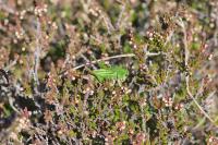 Decticus verrucivorus verrucivorus