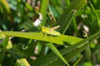 Euthystira brachyptera