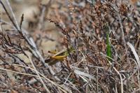 Stauroderus scalaris