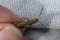 Pseudochorthippus parallelus