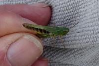 Pseudochorthippus parallelus