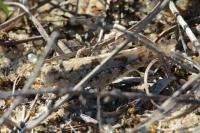 Sphingonotus caerulans