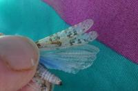 Sphingonotus caerulans