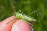 Tettigonia viridissima