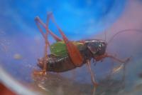 Zeuneriana abbreviata