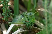 Callicrania ramburii