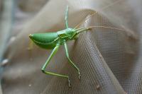 Callicrania ramburii