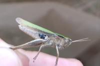 Chorthippus dorsatus