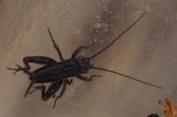 Pteronemobius heydenii