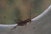 Pteronemobius heydenii