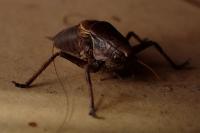 Pholidoptera griseoaptera