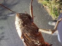 Anacridium aegyptium