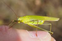 Phaneroptera falcata