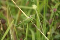 Tettigonia viridissima