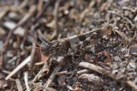 Oedipoda caerulescens