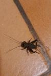 Gryllus campestris