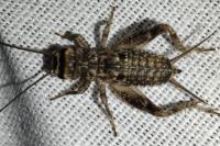 Eumodicogryllus bordigalensis