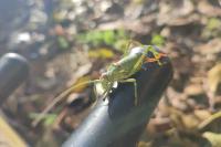 Uromenus rugosicollis