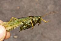 Tettigonia viridissima