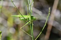 Phaneroptera falcata