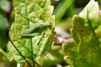 Leptophyes punctatissima