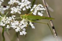 Phaneroptera falcata
