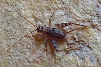 Gryllomorpha dalmatina dalmatina