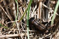 Gryllus campestris