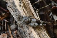 Oedipoda caerulescens