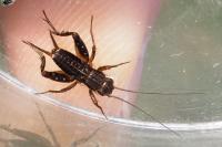 Pteronemobius heydenii