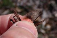 Acrotylus insubricus