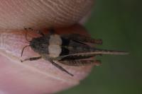 Paratettix meridionalis