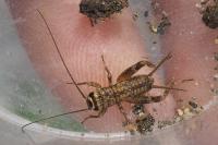 Eumodicogryllus bordigalensis