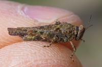 Paratettix meridionalis