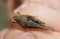 Paratettix meridionalis