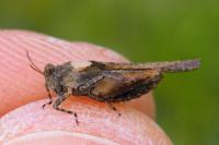 Paratettix meridionalis