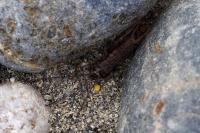 Eumodicogryllus bordigalensis