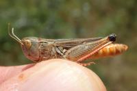 Stenobothrus fischeri glaucescens