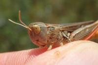 Stenobothrus fischeri glaucescens