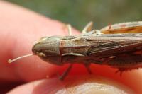 Stenobothrus fischeri glaucescens