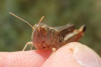 Stenobothrus fischeri glaucescens