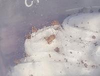 Myrmecophilus acervorum