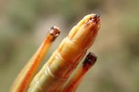 Stenobothrus fischeri glaucescens